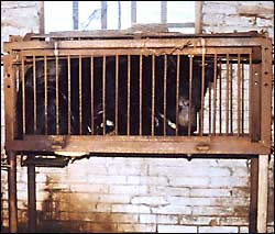 moonbear_housed_in_torture_cage